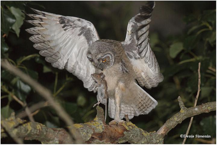 Jeune hibou moyen duc et sa proie